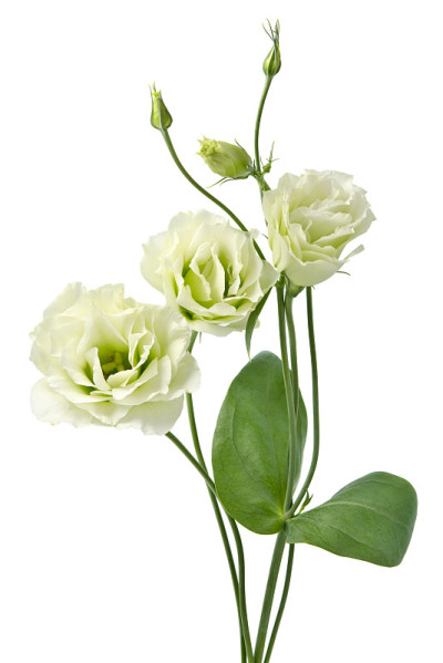 白色Eustoma花