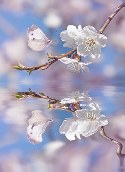 樱花和白蝴蝶