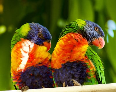 澳大利亚彩虹Lorikeets Trichoglossus haematodus。