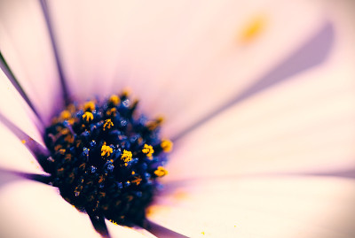 雏菊花