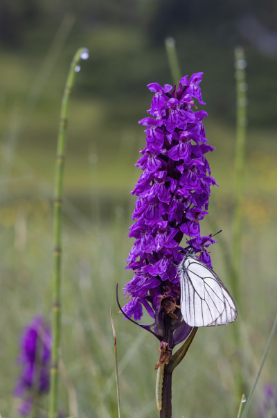 黑脉白蝶、山菖蒲及石南花或沼地花(Dactylorhiza maculata)