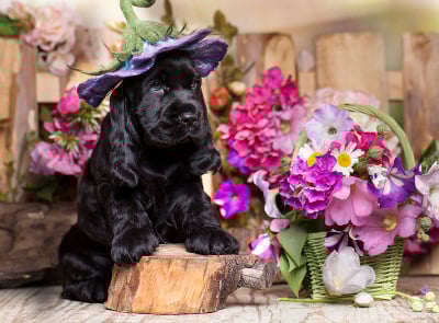 戴着花帽子的西班牙猎犬小狗