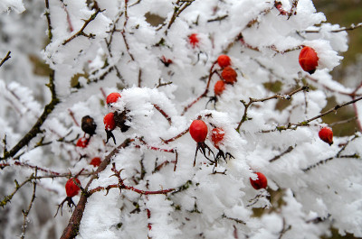 雪地花园