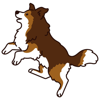 侧面图中简单的设得兰牧羊犬跳跃