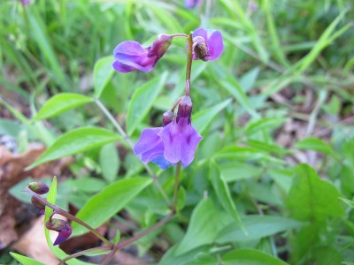春花豌豆