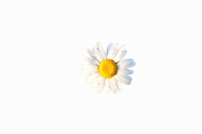洋甘菊