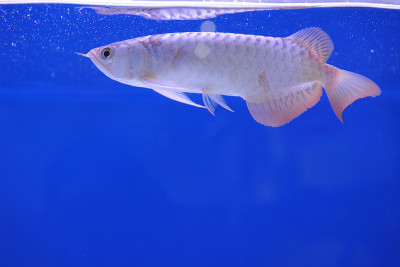 亚洲arowana