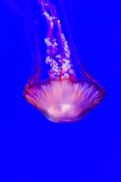 水母，太平洋海荨麻Chrysaora fuscescens。