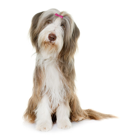 女性古代长须牧羊犬