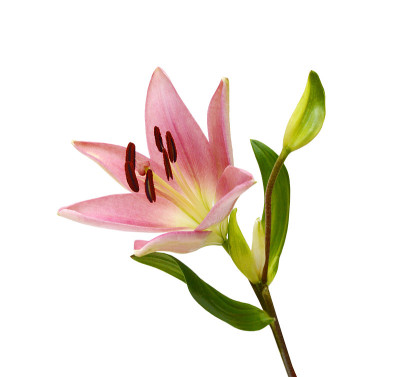 美丽的百合花孤立在白色上