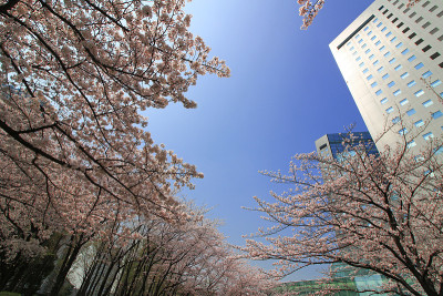 樱花盛开的日本城市景观