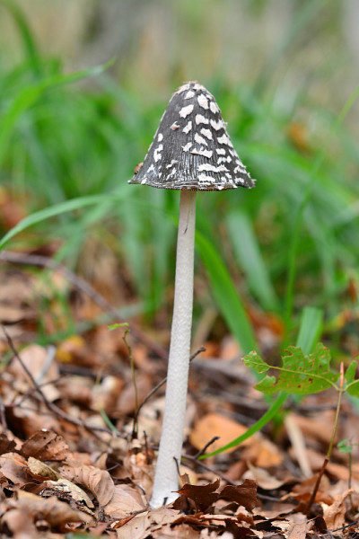 coprinus picaceus