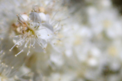 背景白色假绣线菊花