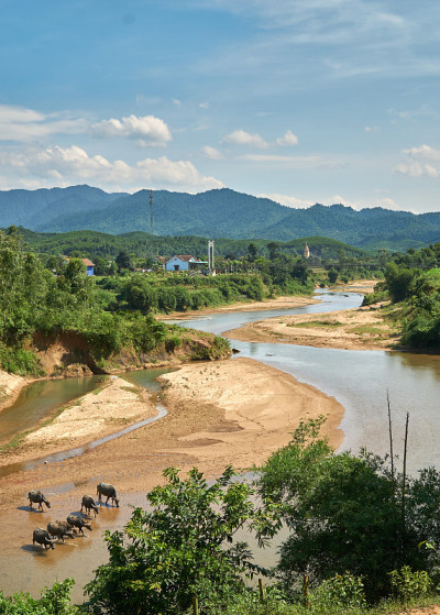 一群水牛在越南丰年喀邦国家公园一条清澈的河里。以大山为背景。