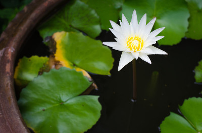 白莲花，睡莲花