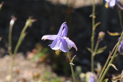 “西班牙耧斗菜”花-耧斗菜
