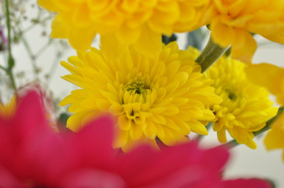 菊花