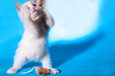 可爱的小猫在玩玩具老鼠