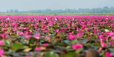 红莲花field16