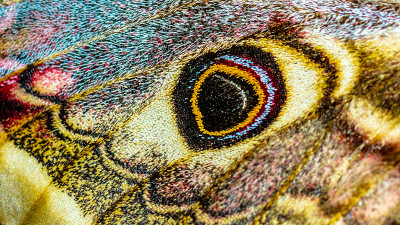 Saturnia pavoniella在树上休息