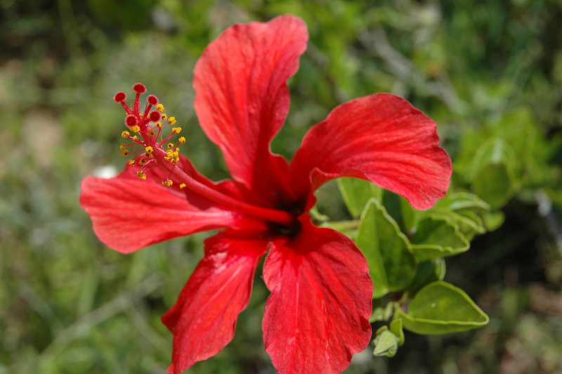 西班牙的芙蓉/希比斯库