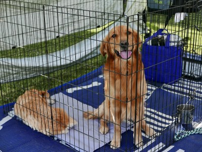 板条箱里的金毛寻回犬，等待收养