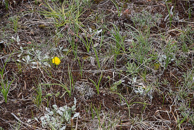 Arrowleaf