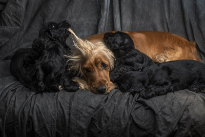 可卡犬