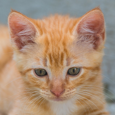 红色的小猫