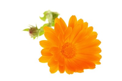 橙黄色雏菊花