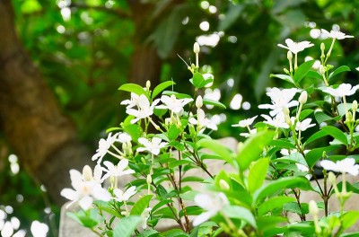 橙色茉莉花或素橘花在花园里