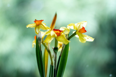 水仙花在窗台上