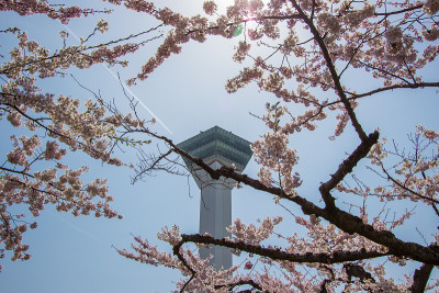 2018年4月29日，日本北海道函馆:五横阁的春天，前景中盛开的樱花。