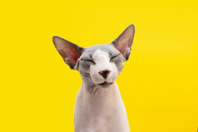 肖像滑稽快乐的斯芬克斯猫闭着眼睛。孤立在黄色背景上