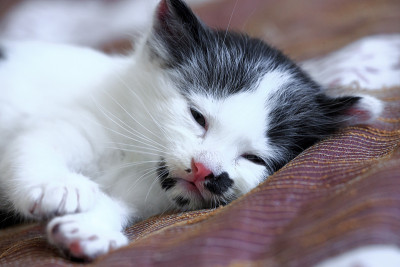 可爱的小猫咪