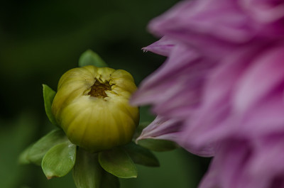 大丽花摘要花
