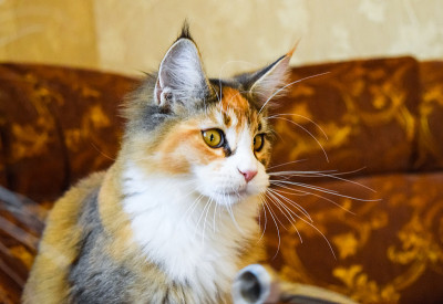 巨型缅因猫。梅因库猫，家养纯种猫