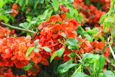开花木瓜背景特写红色花朵