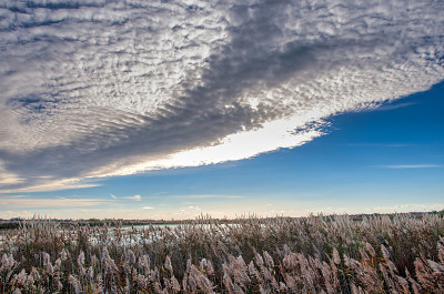 Camargue