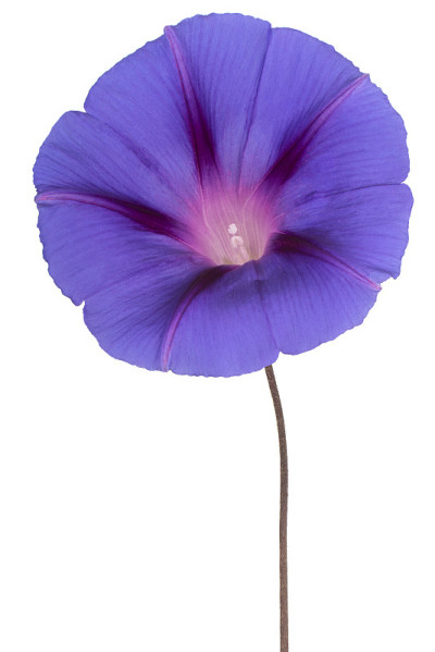 花孤立