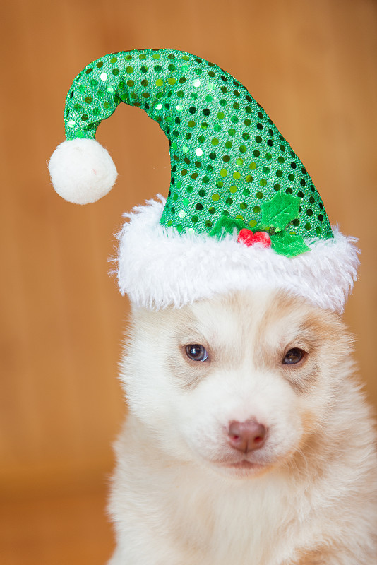 小狗西伯利亚雪橇犬。小狗戴着圣诞帽。