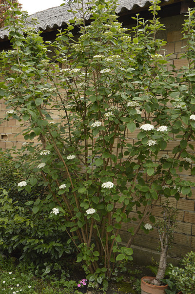 荚蒾(viburnum tinus)近距离开花