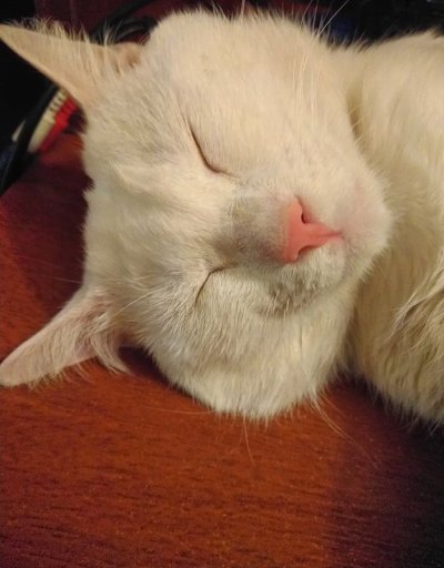 阉割一只猫