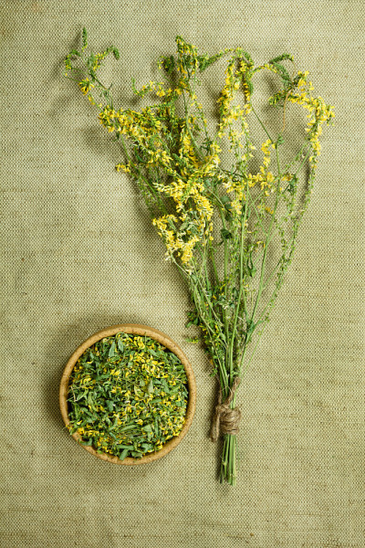 Melilot.Dried。草药，植物疗法草药。