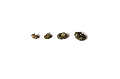 白色背景上的四种不同大小的硬鲸科。