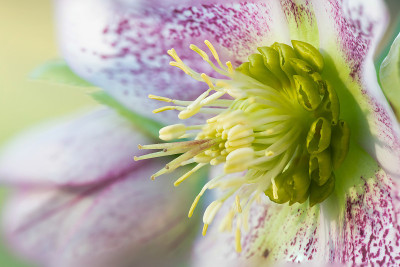 藜芦花