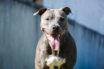 比特犬在房子的花园里玩耍。跑着接住球。阳光灿烂的日子
