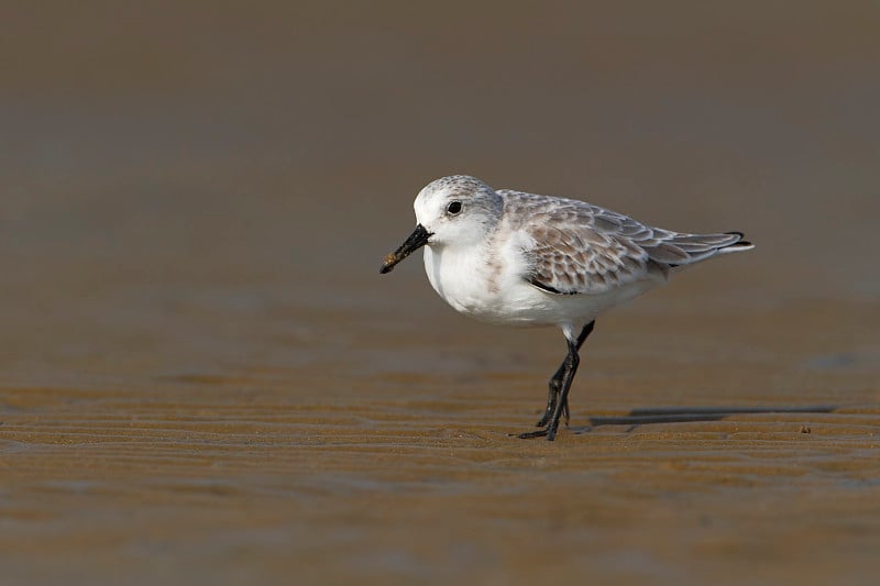 Sanderling (Calidris alba)在海滩，玻利瓦尔半岛，美国德克萨斯州