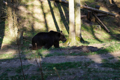 Wildpark黑山