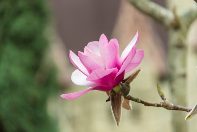 玉兰花